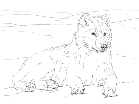 Arctic Wolf Coloring Page